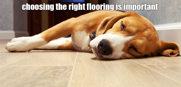 dog sleeping on hardwood floor